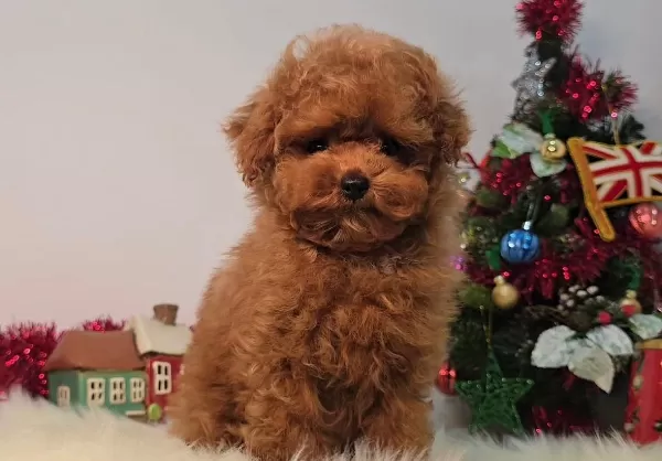 Ev Ortamında Büyüyen Toy Poodle Yavruları