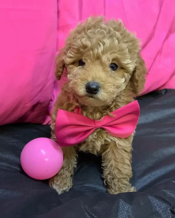 Özel Toy Poodle Yavruları