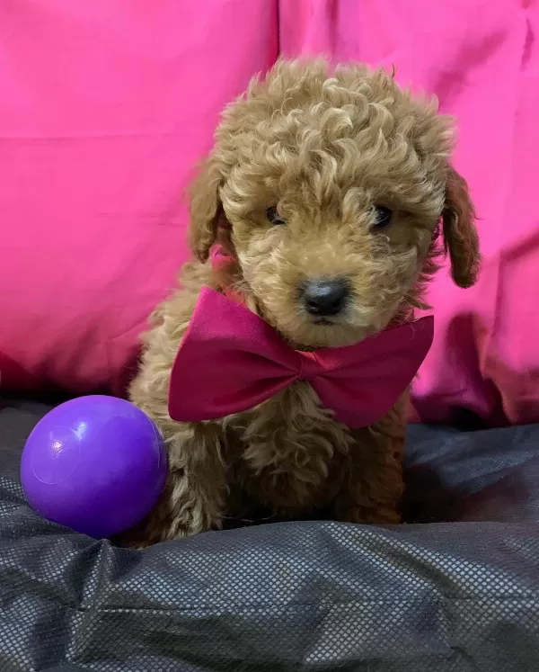 Özel Toy Poodle Yavruları