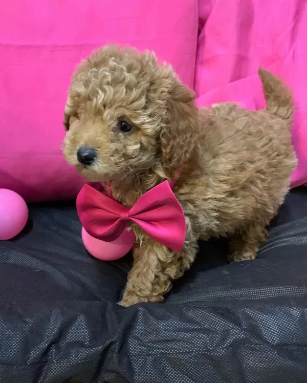 Özel Toy Poodle Yavruları