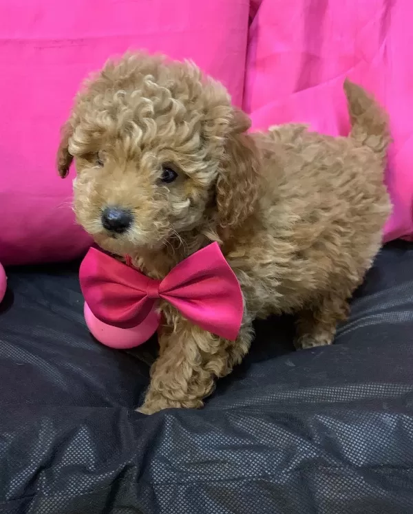 Özel Toy Poodle Yavruları