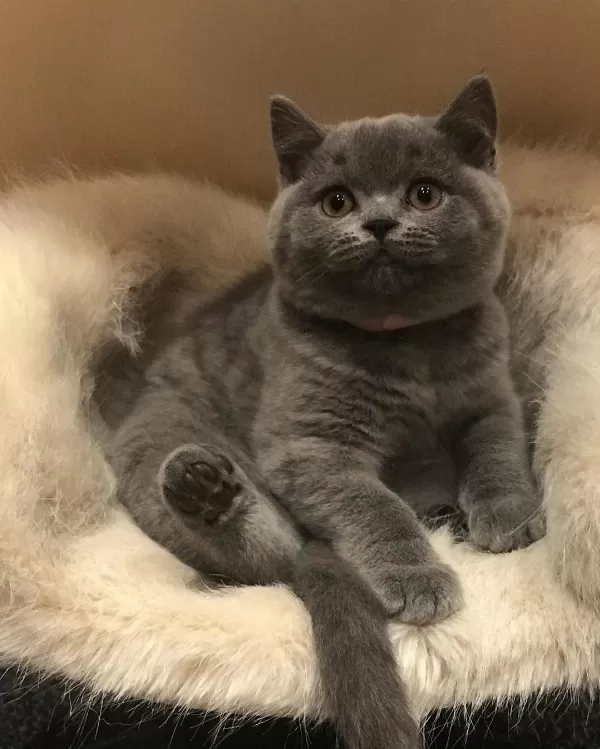 British Shorthair Yavruları