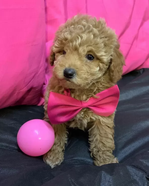 Özel Toy Poodle Yavruları