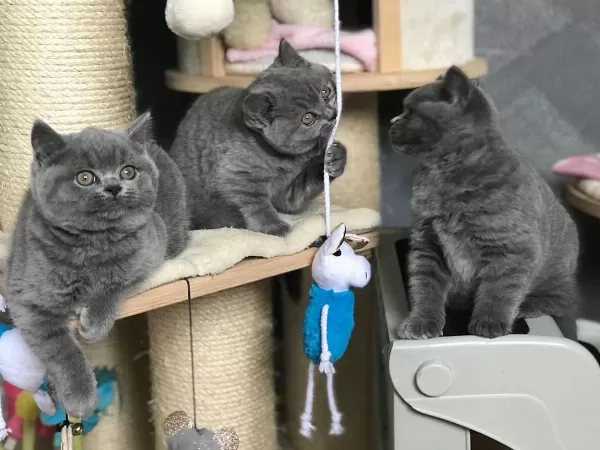 British Shorthair Yavruları
