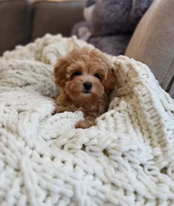 Pamuk Gibi Maltipoo Bebekler