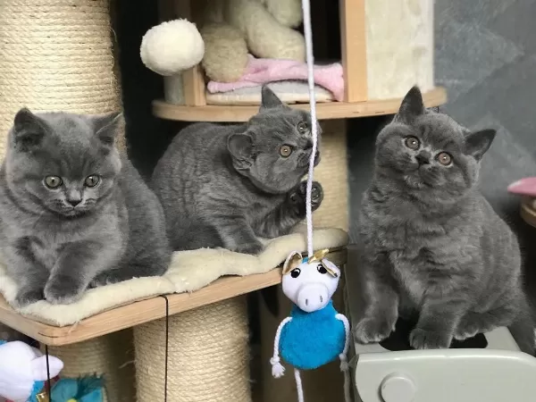 British Shorthair Yavruları