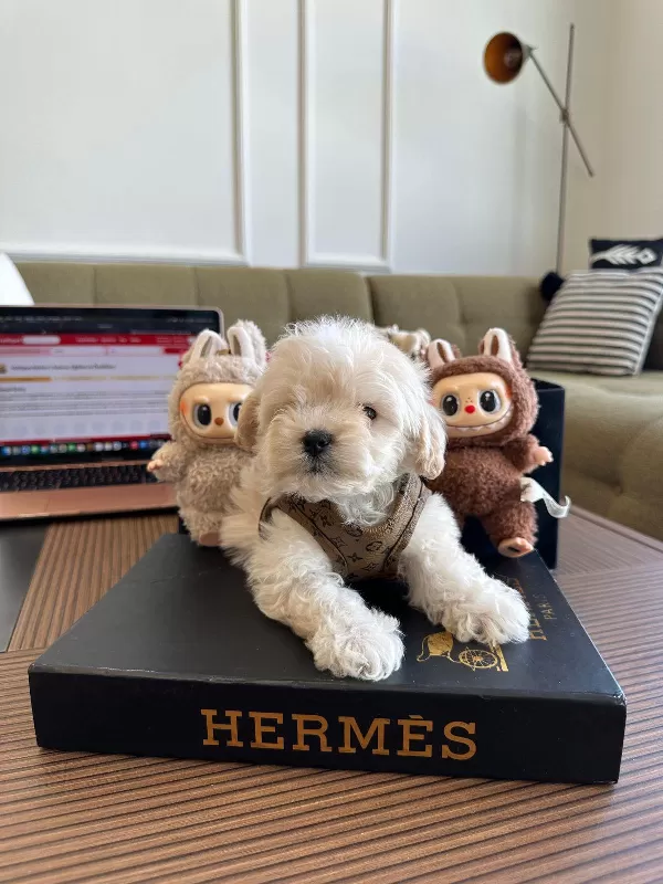 Birbirinden Güzel Maltipoo Yavrularımız