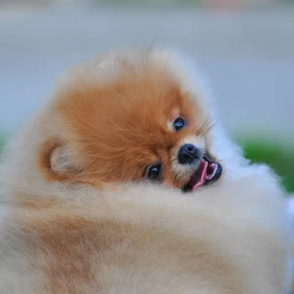 Teddy Bear Pomeranian Yavruları