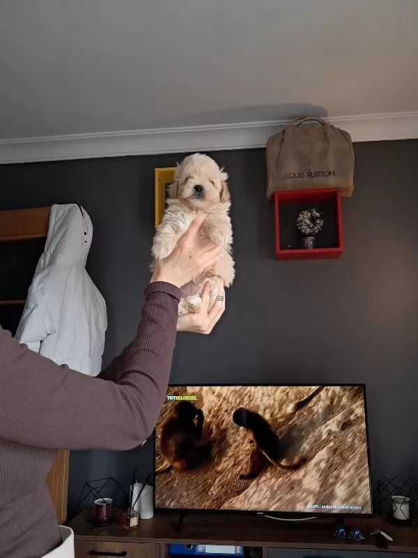 Sevimli Toy Poodle Yavrularımız Hazır