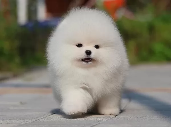 Satışa Hazır Pomeranian Boo Yavrular