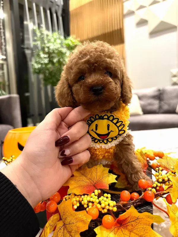 Mini Toy Poodle Lar  Yeni Yuvalarına Gitmeye Hazır