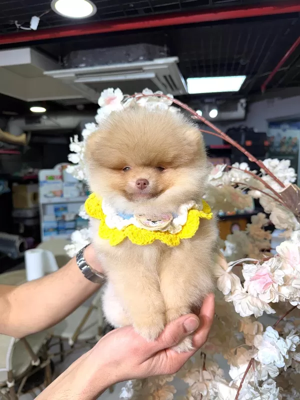 Aile Uyumlu Pomeranian Boo Yavruları