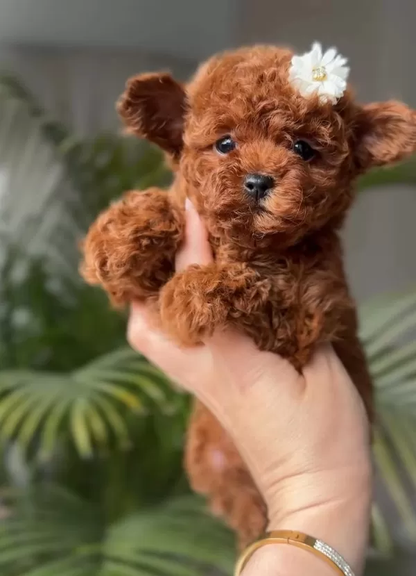 Mini Poodle Yeni Yuvasına Hazır