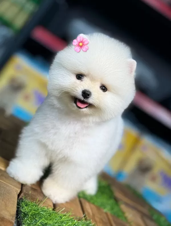 Yeni Yuvasını Bekleyen Pomeranian Yavrular