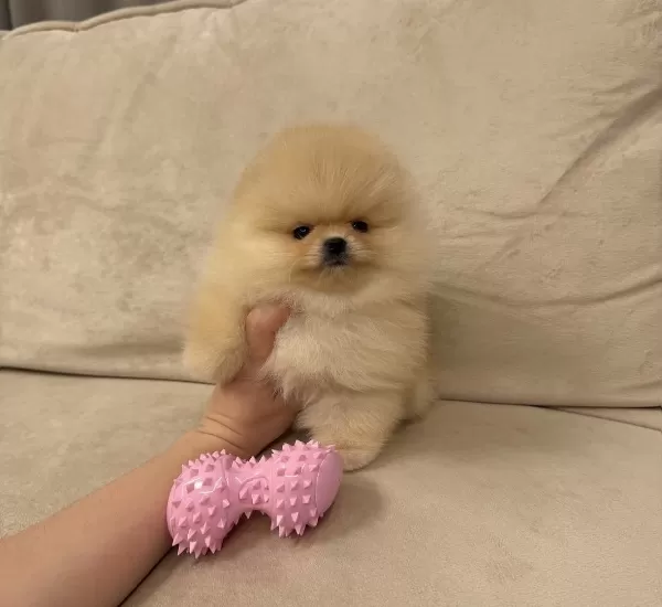 Sevimlilik Garantili Yavru Pomeranian