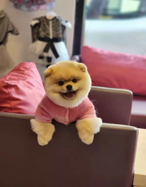 Çikolata Renk Pomeranian Boo