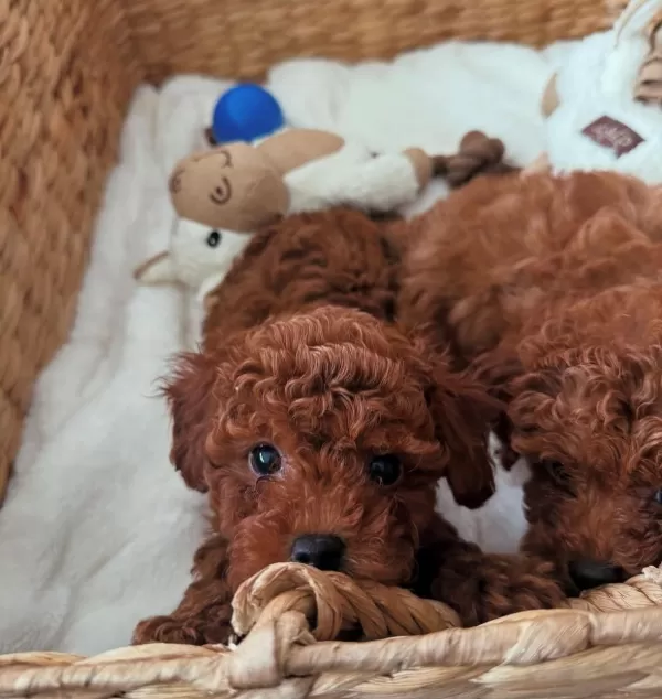 Ev Ortamında Büyüyen Toy Poodle Yavruları