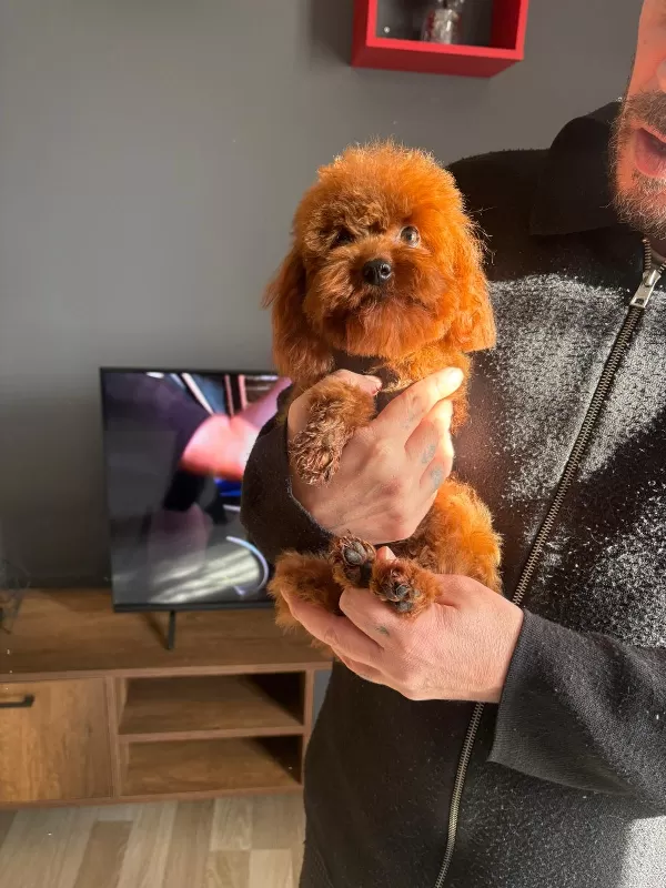 * Özel Seçim Toy Poodle Yavruları Yeni Yuvalarını Bekliyor
