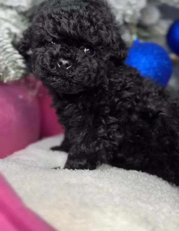 Sevimli Toy Poodle Bebekler Satışta