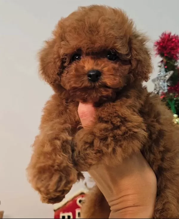 Ev Ortamında Büyüyen Toy Poodle’lar