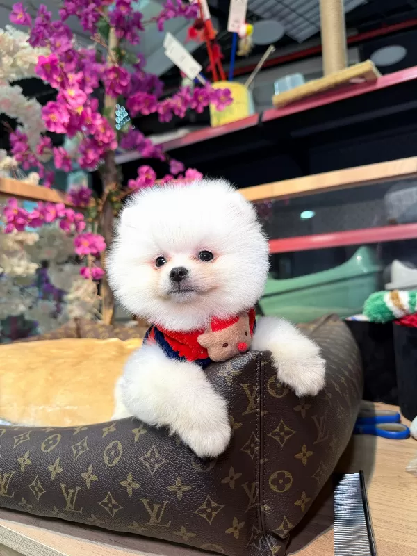 Irk Ve Sağlık Garantili Pomeranian Boo