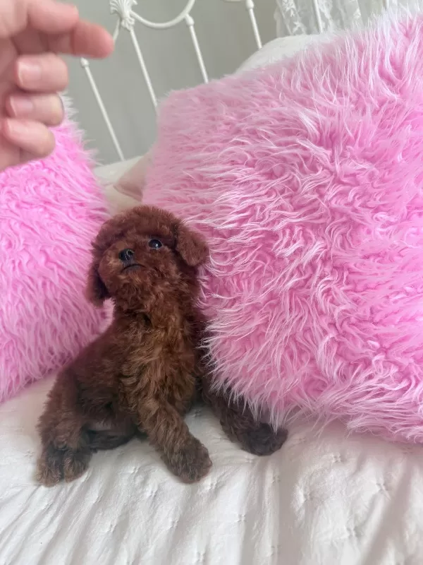 Safkan Ve Sağlıklı Toy Poodle Yavruları