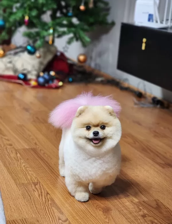 Ayıcık Surat Pomeranian Yavrular