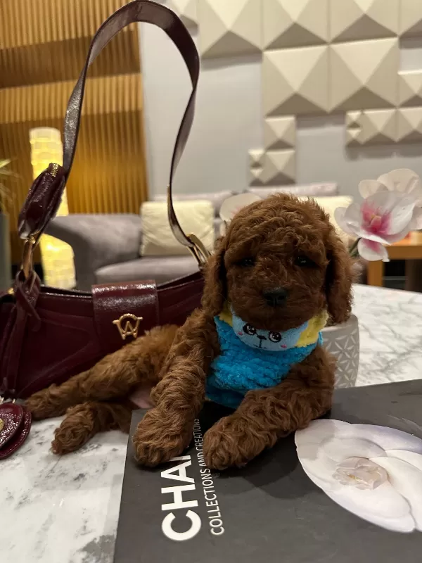 Sevimliliğiyle Dikkat Çeken Toy Poodle