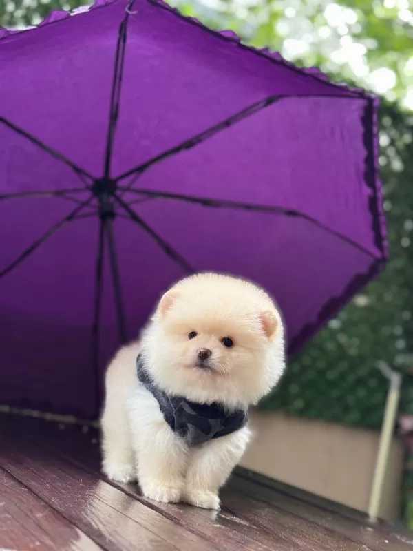 Göz Alıcı Mini Pomeranian Yavruları