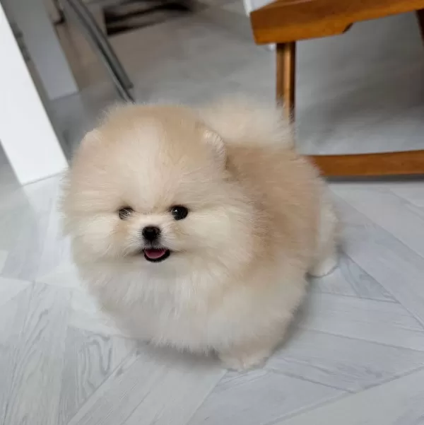 Sosyal Ve Oyuncu Pomeranian Boo Yavruları