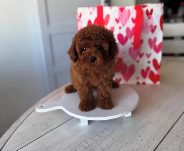 Anne Baba Görme Garantili Toy Poodle Yavruları
