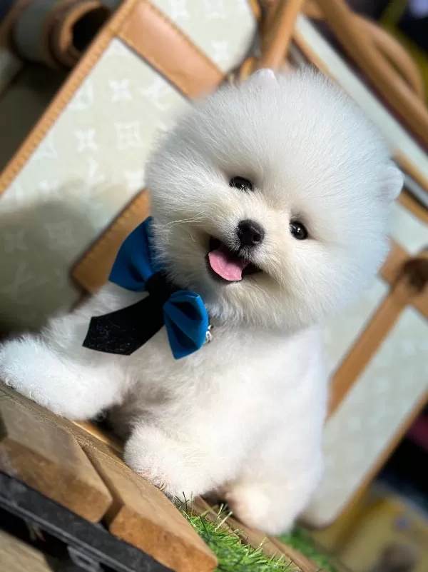 Zeki Ve Uyumlu Pomeranian Yavrular