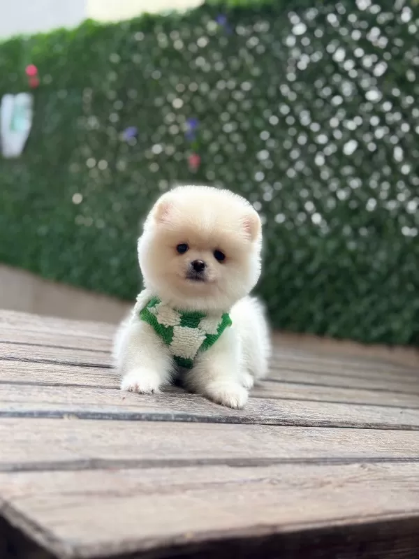 Aile Uyumlu Pomeranian Boo Yavruları