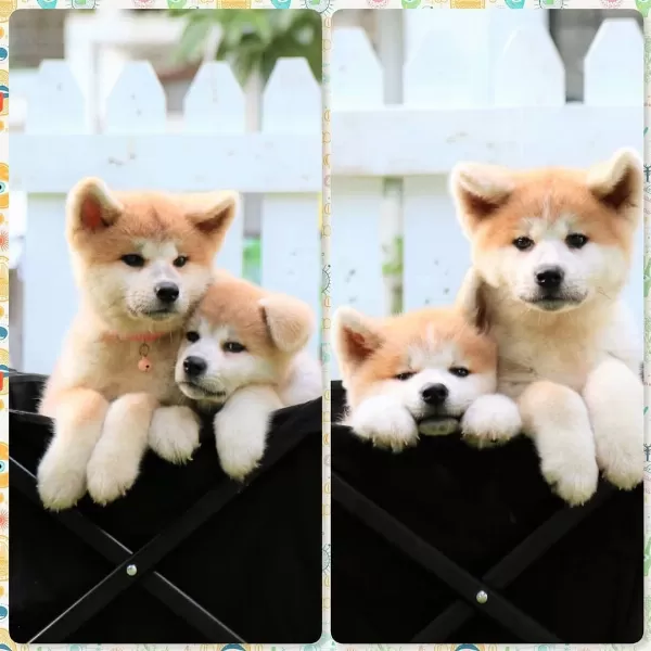 Japon Akita İnu Yavruları
