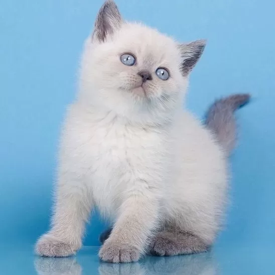 British Shorthair Yavruları