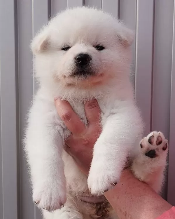 Japon Akita İnu Yavruları