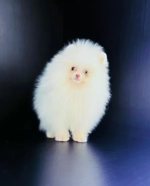 Teddy Bear Pomeranian Boo Yavruları