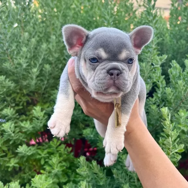 Lilac Tan French Bulldog Yavruları