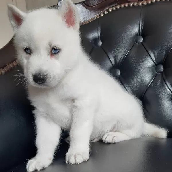 Husky Sibirya Yavruları