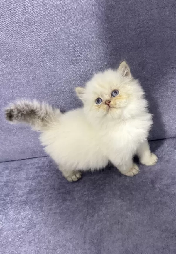 British Longhair ( Show Kalite )