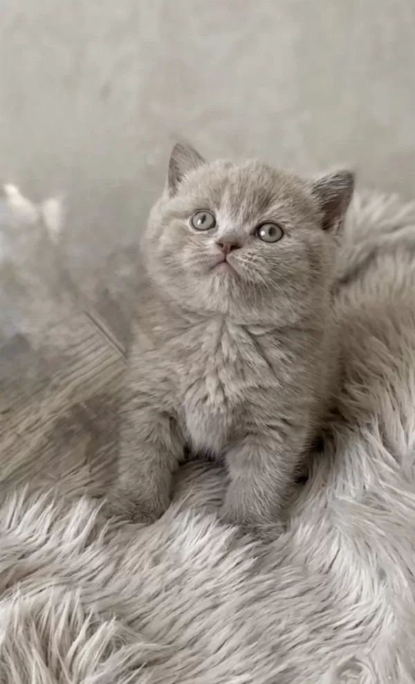 British Shorthair Lilac Renk