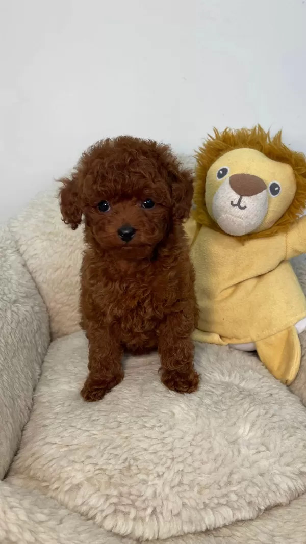 Tatlı Toy Poodle Yavrular