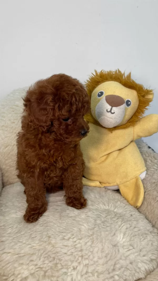 Tatlı Toy Poodle Yavrular