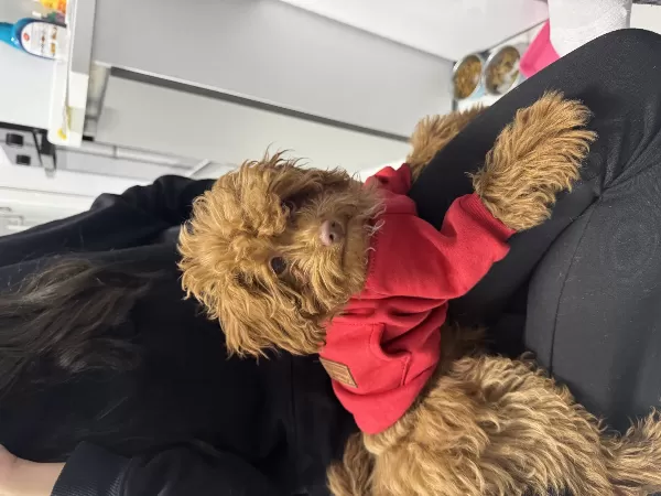 Erkek Toy Poodle 8 Aylık