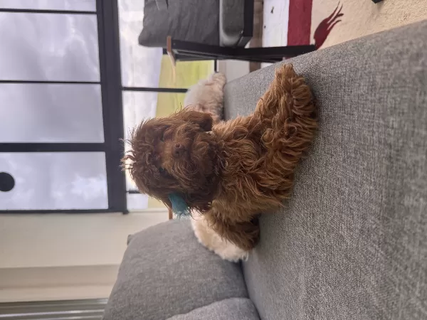 Erkek Toy Poodle 8 Aylık