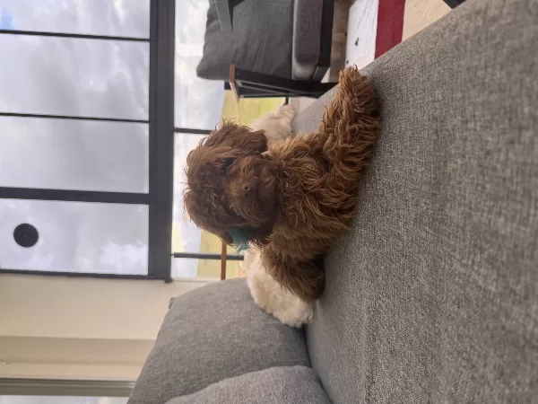 Erkek Toy Poodle 8 Aylık