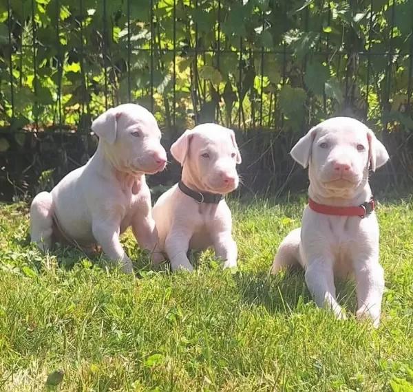 Türkiye’de Ilk Ve Tek Özel Renk Dobermanlar