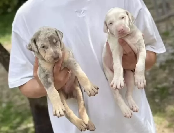 Türkiye’de Ilk Ve Tek Özel Renk Dobermanlar