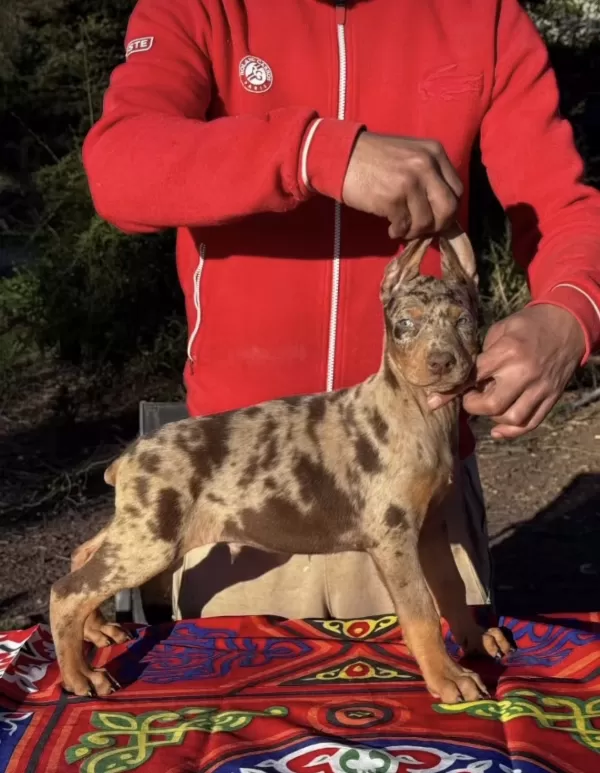 Türkiye’de Ilk Ve Tek Özel Renk Dobermanlar