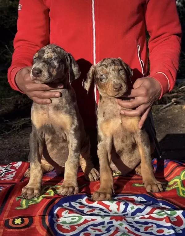 Türkiye’de Ilk Ve Tek Özel Renk Dobermanlar